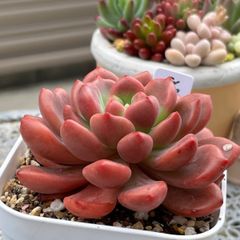 多肉植物 ☘️ シャネル 大苗  抜き苗