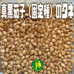 真黒茄子（ナス・固定種）のタネ　100粒　無農薬無化学肥料栽培のタネ