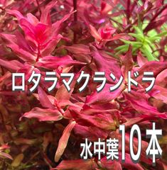 ロタラマクランドラ　水中葉10本