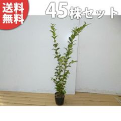 ブルーベリー苗オニール3.5号ポット42本セット - メルカリ