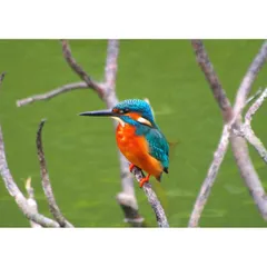 絵画風 壁紙ポスター (はがせるシール式) カワセミ 青緑 翡翠 川せみ ヒスイ 翠鳥 鳥 キャラクロ BKWS-004A2 (A2版 594mm×420mm) ＜日本製＞ ウォールステッカー お風呂ポスター