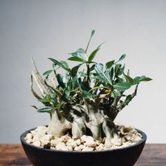 希少 OLIVE オリーブ 根上り 盆栽 仕立て 細川政巳 大鉢 古木 - メルカリ