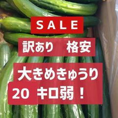 発送5/4以降〜特別栽培！訳ありだけど美味しい！20キロ弱！リピーター続出！デカきゅうり！　野菜ソムリエサミット銀賞受賞　農家直送　減農薬　有機肥料　ちょいデカきゅうり　訳あり　20kg