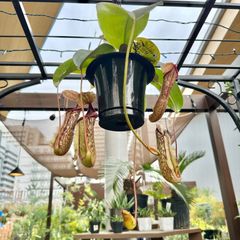 【現品】⑥ ウツボカズラ ネペンテス ミランダ 食虫植物 5号 ハンギング 吊り鉢 ②
