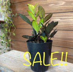 ② ザミオクルカス◎レイヴン◎観葉植物◎インテリア