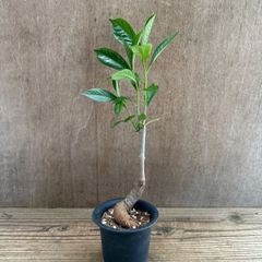 バオバブ ディギタータ ⑩ 現品 Adansonia digitata アオイ科 バオバブ属　観葉植物 観葉 植物 珍奇植物 珍奇 珍しい レア 希少 インテリア プレゼント おしゃれ かわいい リビング  グリーン アートプランツ　結婚祝い 新築祝い