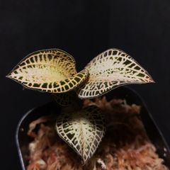 ジュエルオーキッド　シストーキスsp.スマトラセット ZELOS マシンカットスタードラグ DA | ZPI OFFICIAL ONLINE STORE