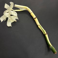 【美茎1本丸ごと】モンステラ  ハーフムーン  #645  /  斑入り  観葉植物