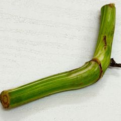 【ロング美茎】モンステラ  ホワイトタイガー  #995  /  斑入り  観葉植物