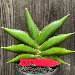 9116 サンセベリア サワディー Sansevieria Sawasdee