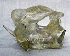 モササウルス 頭蓋骨 化石 レプリカ - メルカリ