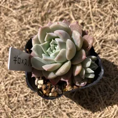 多肉植物   スリョン　韓国苗 多肉植物 スリョン