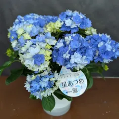アジサイ 星あつめ 紫陽花｜Yahoo!フリマ（旧PayPayフリマ）