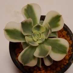 ルノーディーン斑入り　エケベリア　抜き苗　茎長め　根あり3