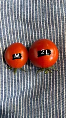 MIRISE FARM様専用ミニトマト大きめ１２ｋｇ