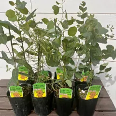 2025年最新】ユーカリ 苗の人気アイテム - メルカリ