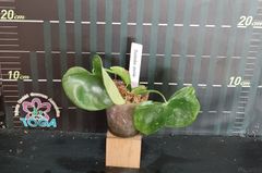 フィロデンドロングラジエラエ　  Philodendron grazielae