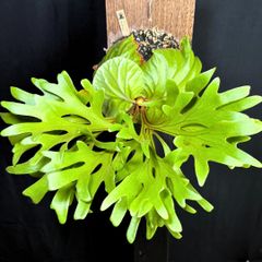 veitchii（ビーチー） 株分け◇ビカクシダ コウモリラン