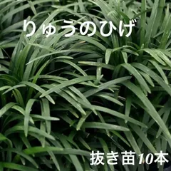 2025年最新】龍の髭 苗の人気アイテム - メルカリ