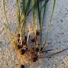 Forester様専用♡ココスヤシの苗 v9m1x7nNDV - www.angoeauchamber.com