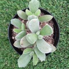 多肉植物コチレドン属 子猫の爪