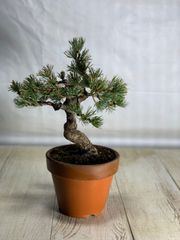 真柏　小品盆栽　しんぱく