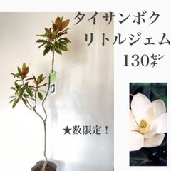 ★大特価！　タイサンボク　リトルジェム苗木　③★数限定です！　　苗・苗木　130㌢大苗　★若木のうちから花を付け、かなり低いところにある枝にも花が咲きます！　★白い花には良い香りがあり、四季咲き性が強く、春から晩秋まで開花します