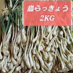 沖縄県産 島らっきょう 小玉　2kg