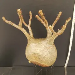 2025年最新】ベアルート グラキリスの人気アイテム - メルカリ