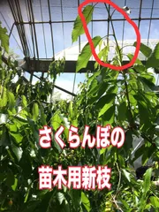 さくらんぼ　佐藤錦　新芽　新梢　苗木のサムネイル