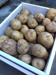新じゃがいも（ 盛り沢山の男爵 9.5kg 、無農薬、お買い得）