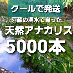5000本以上 阿蘇の湧水で育った水草 天然アナカリス