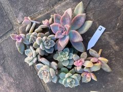 桜牡丹、白牡丹セット②