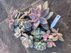 2025年最新】桜牡丹 多肉植物の人気アイテム - メルカリ