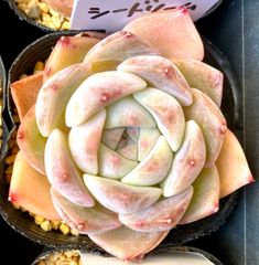 シードリーム　エケベリア　韓国苗　多肉植物
