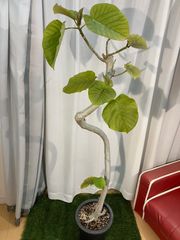 ウンベラータ A26 幹曲がり樹形　フィカス 幹太 室内 観葉植物 オフィス 現物販売
