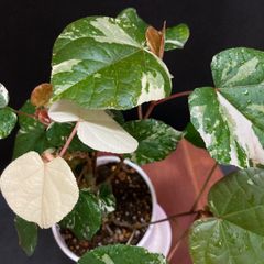 【育て易い斑入り】斑入りオオハマボウ (ゆうな)  #4  / 観葉植物 斑入り