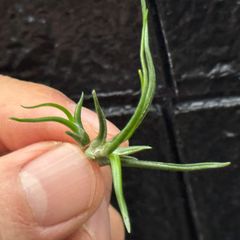 チランジア ブルボーサ ミニブラジル Tillandsia bulbosa Mini Brazil＊エアプランツ＠フラワーショップ江口
