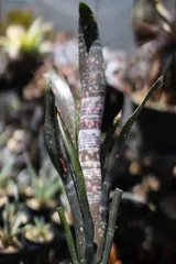 Billbergia Incendiary Delight① 抜き苗 M109891544 - ブロメリア