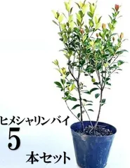 【5本セット】ヒメシャリンバイ樹高0.4m前後15cmポット