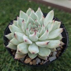 多肉植物　エケベリア属　メキシケンシスザラゴーサ