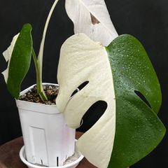 【発根済みのハーフ＆フルムーン】モンステラ  ハーフムーン  #677  /  斑入り 観葉植物