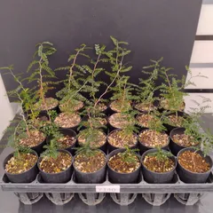 2025年最新】オペルクリカリア パキプス ベアルートの人気