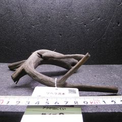 枝流木　リベラ　ウッドルーツＳ　1点物　No.153　天然　デルフィス　アク抜き済み　レイアウト　アクアリウム　RIVERA