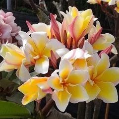 プルメリア アロハちゃん♡コア君♡様