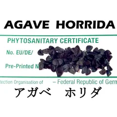 1月入荷 100粒+ アガベ ホリダ HORRIDA 種子 種 証明書ありのサムネイル