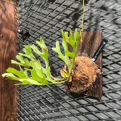 R-014 ビカクシダ　リドレイ　ワイルド株　Platycerium ‘ridleyi’