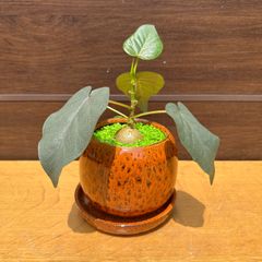 ⑥ フィカス ペティオラリス 鉢植え 3号鉢 受け皿付き ゴムノキ コーデックス 観葉植物 植替えアレンジ Ficus petiolaris