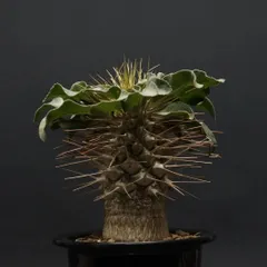 Pachypodium namaquanum【パキポディウム・ナマクアナム・光堂