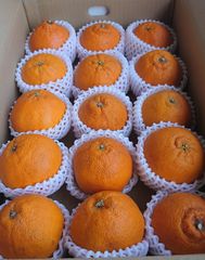 長崎県産 不知火 秀品 15玉